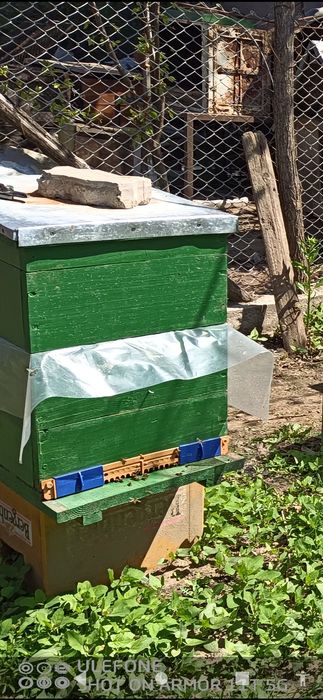 Stup 10 rame Dadant și cat 1/2