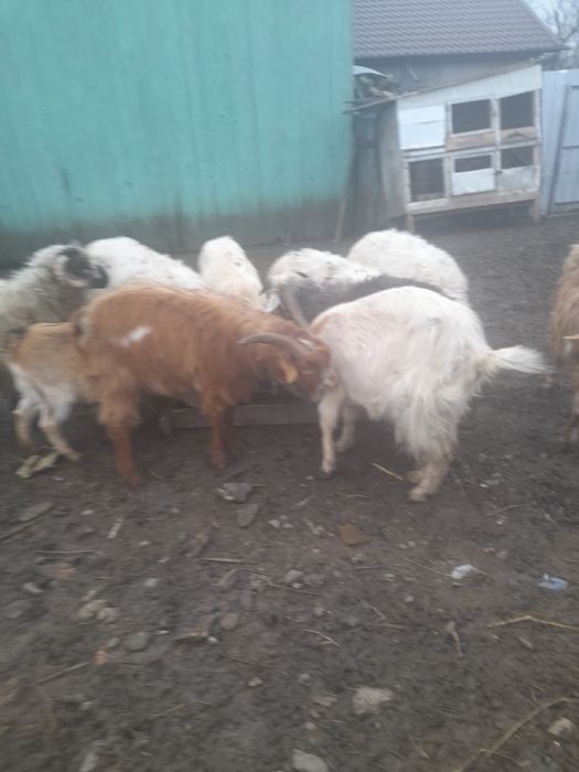 De vânzare 3 capre și un țap 500 buc