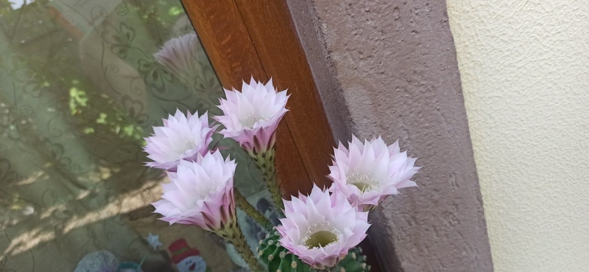 Cactus     30 cm