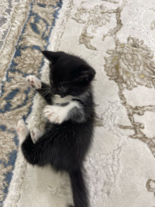 Скотиш страйт.      .