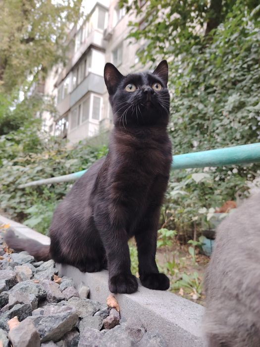 Пристраивается котик