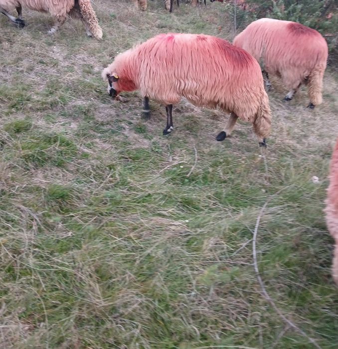 Vând 8 oi țurcane și 2 berbeci