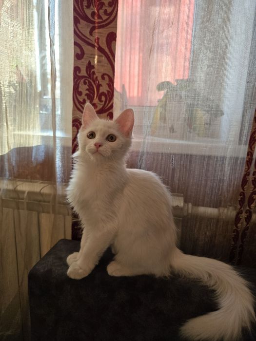 Продам котика мейнкун