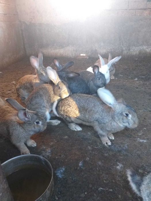 Продавам зайци. Цена 12лв.тегло.