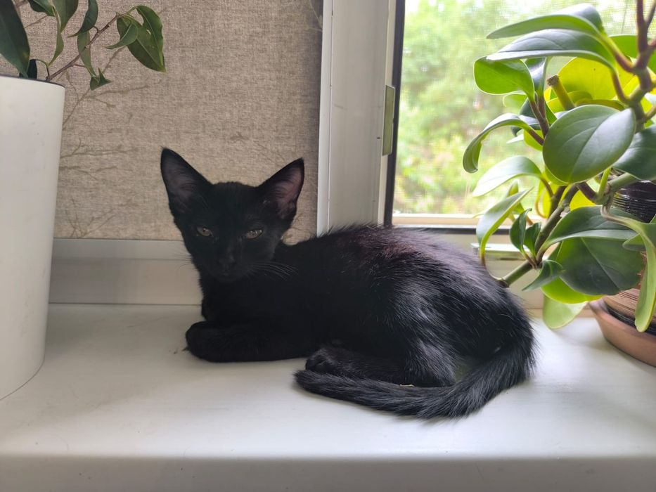 Котенок мышеловка в хорошие руки
