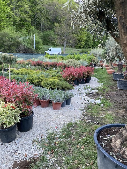 Vindem plante cu transport si plantat