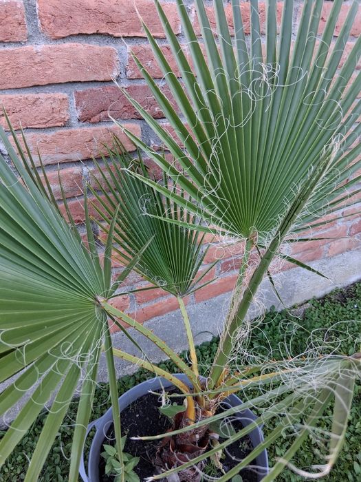 Palmier Washingtonia