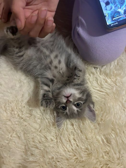 Срочно отдам котят в добрые руки