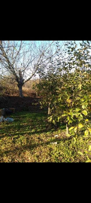 Овощна градина с насаждение от над 500 дръвчета