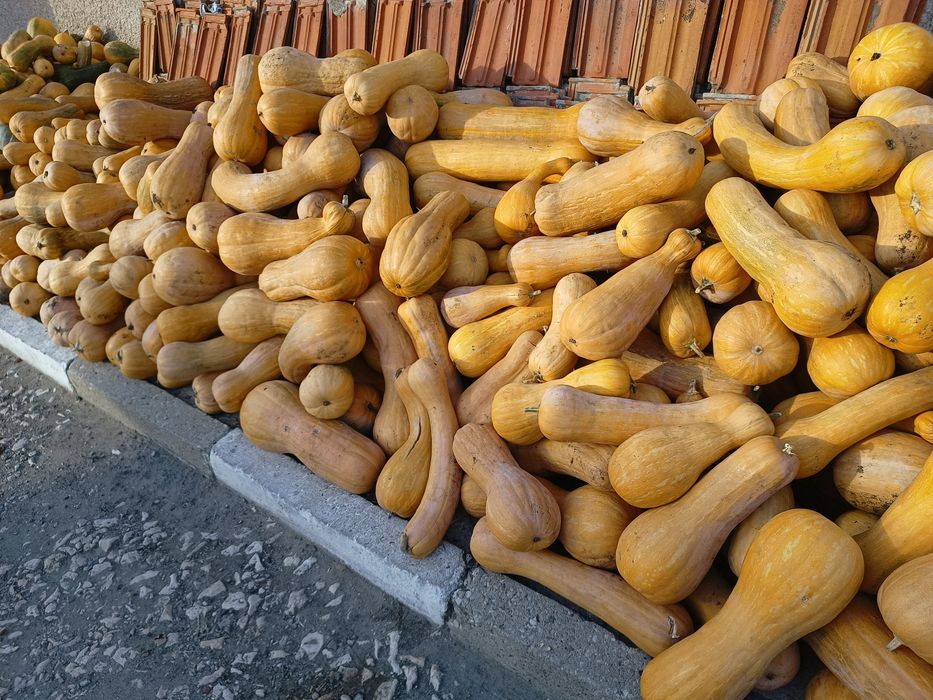 Тикви цигулки МУСКАТНИ