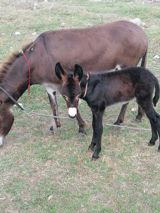 De vanzare lapte de măgăriță