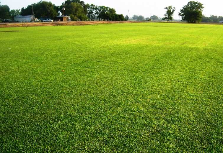 Gazon Rulou Sport / Premium