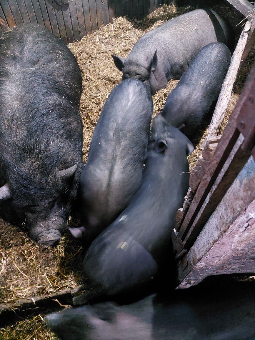 Свиньи поросята.Вьетнамские свиноматки покрытые