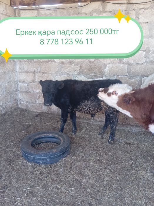 Еркек падсостар сатылады