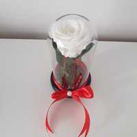 Trandafir alb conservat criogenat ideal pt cadou