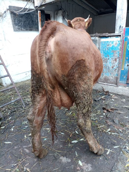 Vacă cu lapte junincă la prima fătare