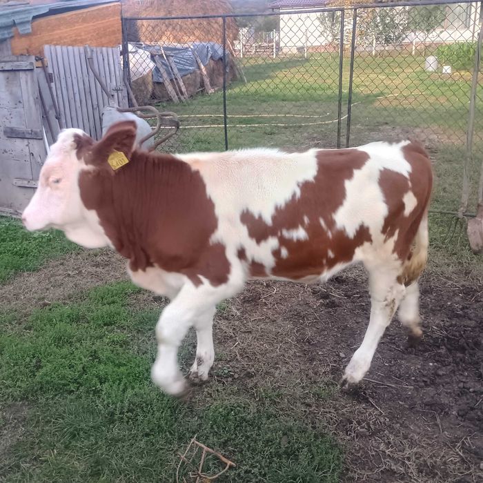 Vând vițică de trei luni jumate