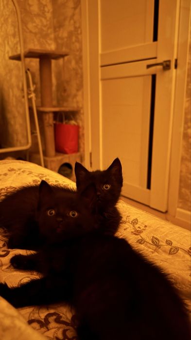 Котенок в ответственные руки