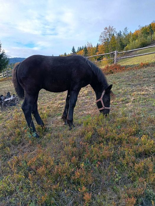 Vând mânz sau schimb cu vacă