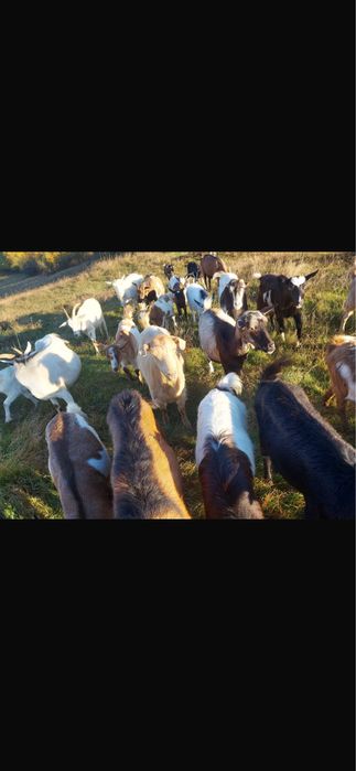 Capre si iede tinere