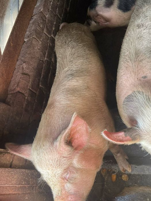 Продавам прасета