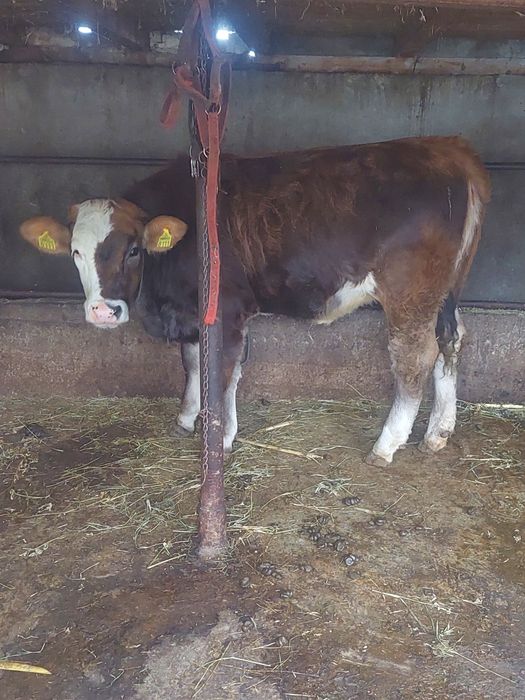 Vând  vitea bună de tăiat