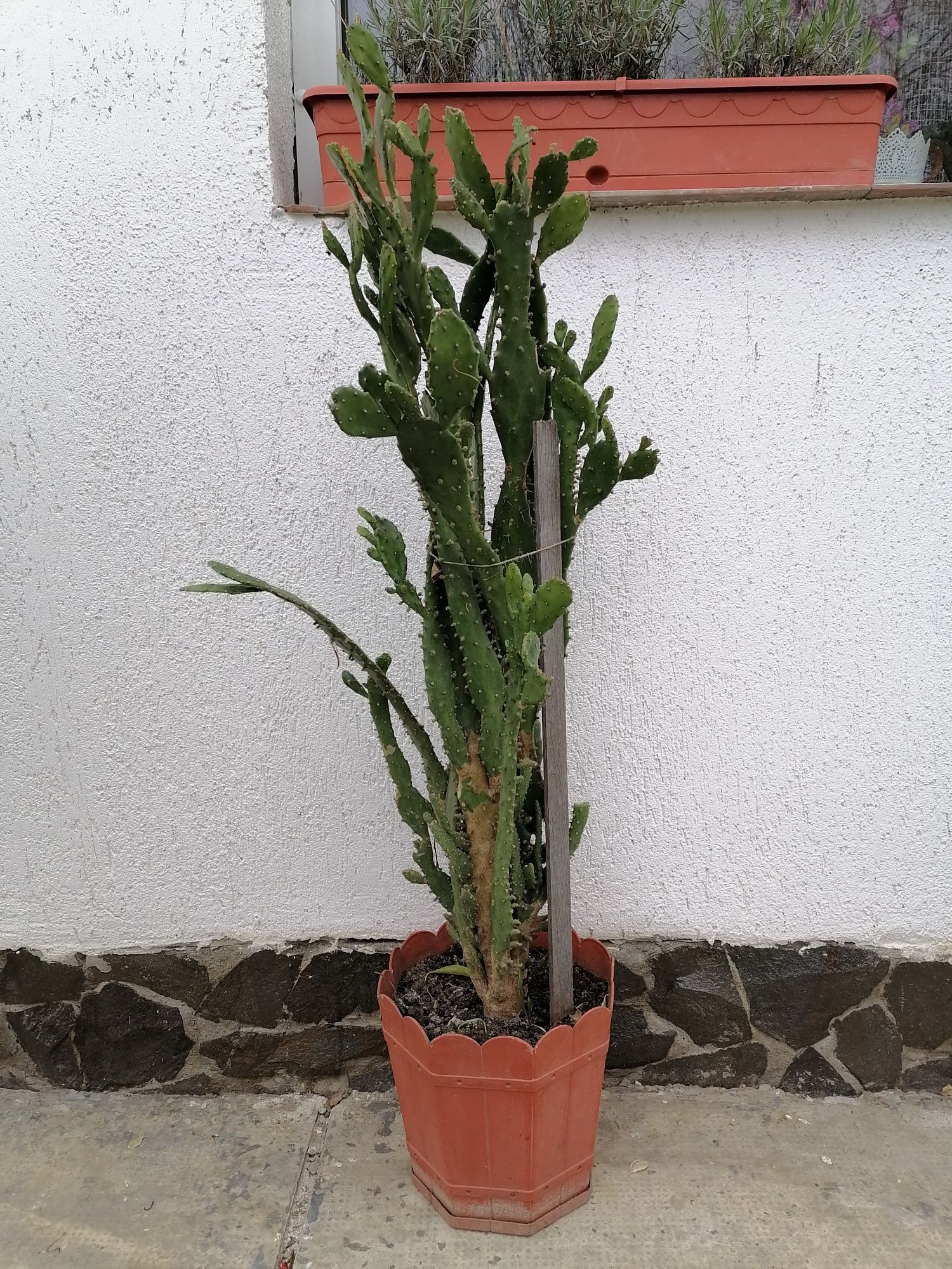 Cactus de vanzare