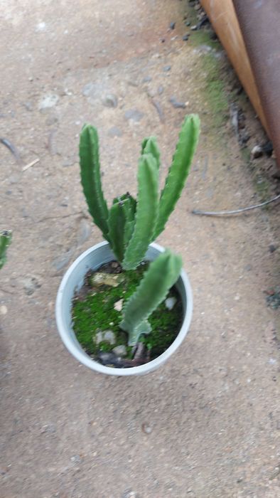 Сукулентно растение СТАПЕЛИЯ