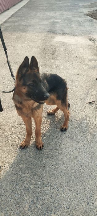 Nenichiski apchalka kuchik  7 oylik Sogʻligiga kafolat beeaman