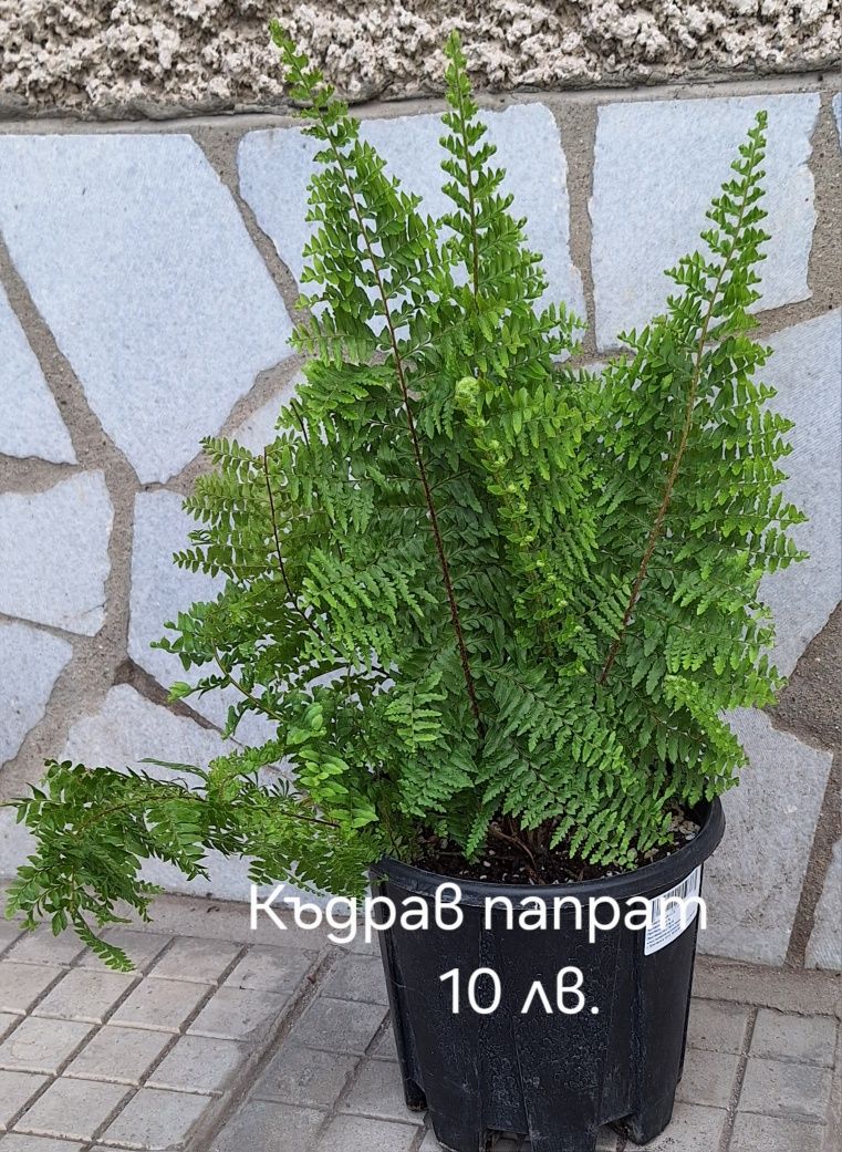 Предлагам стайни  цветя