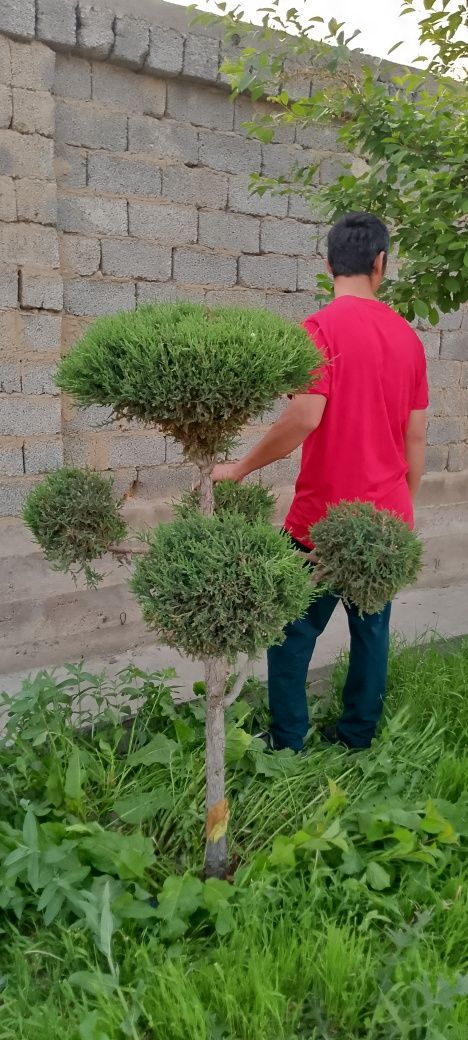 Арча бансай арча