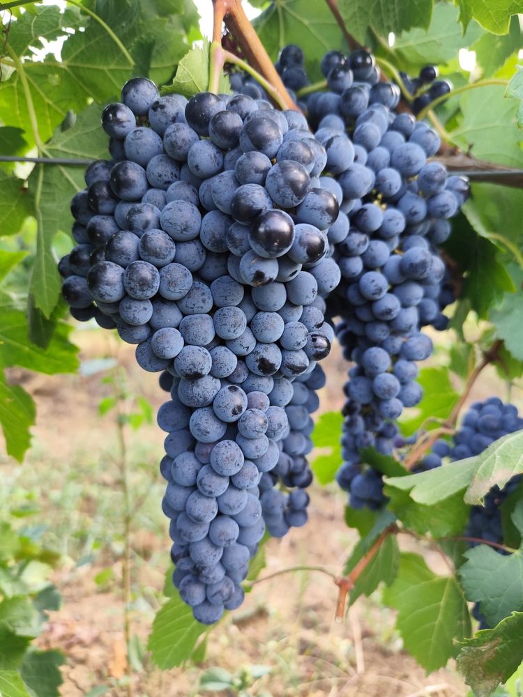 Vand struguri Merlot