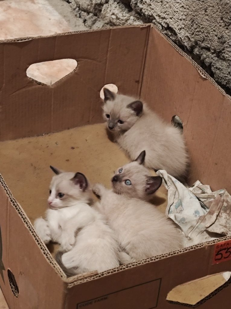 Отдам котят в добрые руки