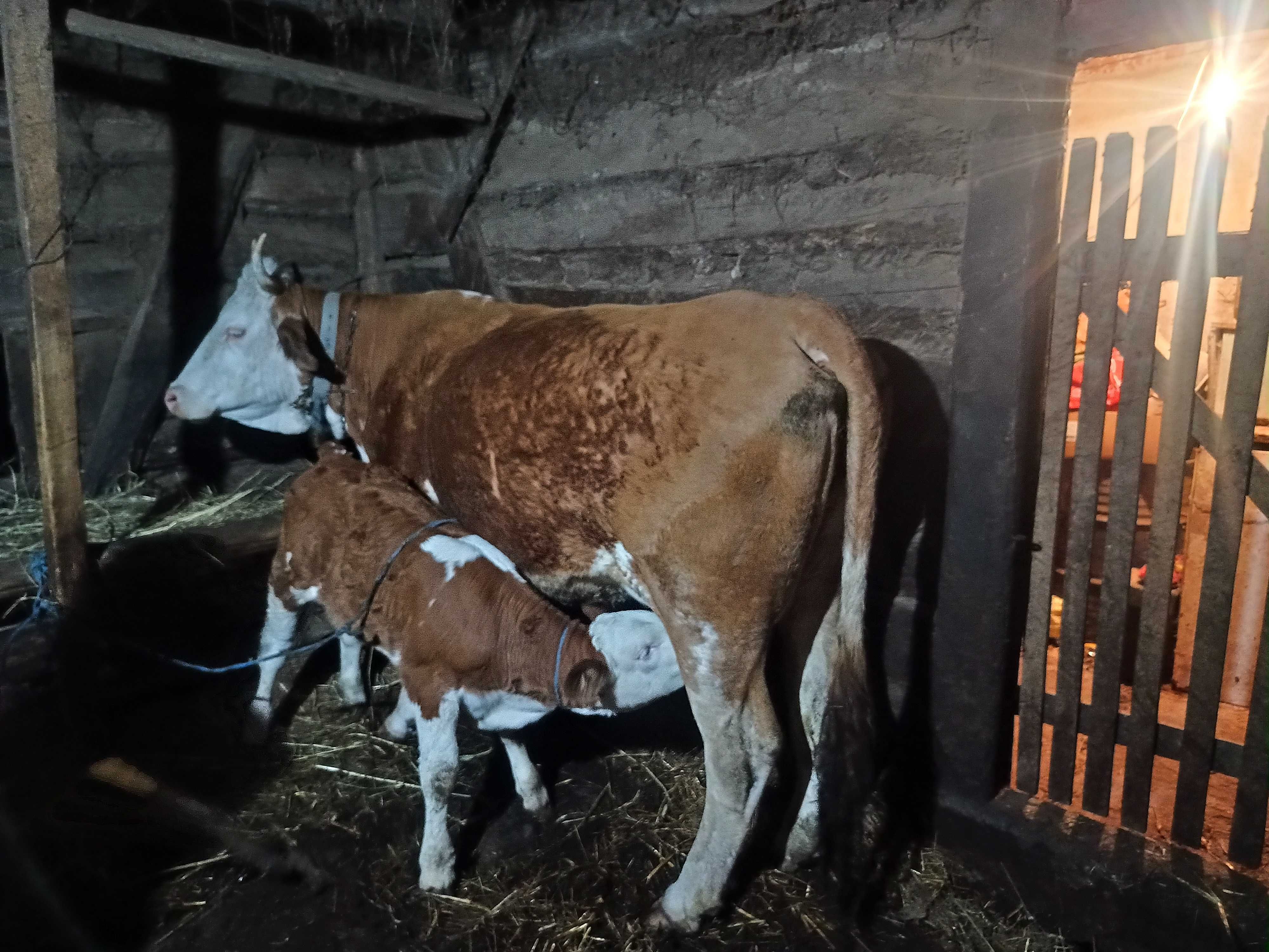 Vând vaca (juninca)cu vițea 10500 lei