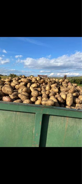 Vand cartofi de consum