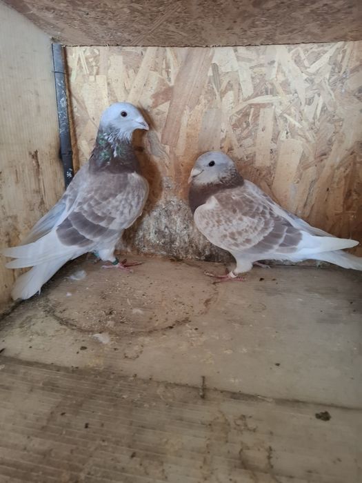 Voiajori standard vechi