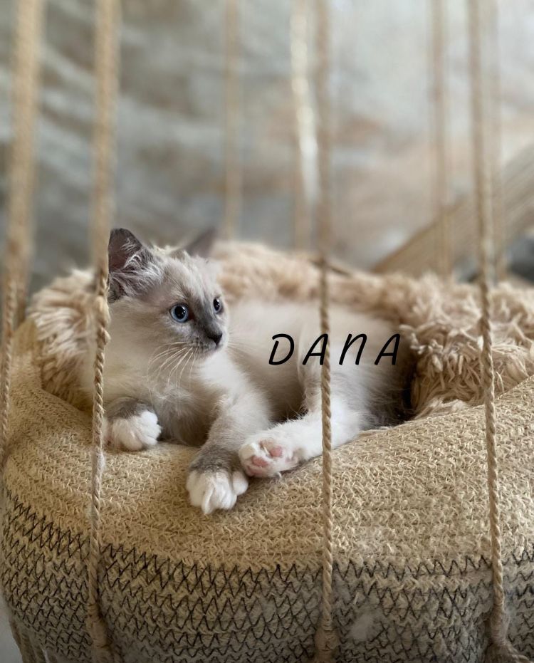 Ragdoll blue point