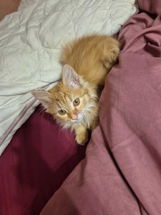 Дългокосместо коте