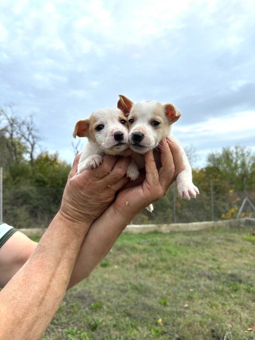 Подарявам Бели кученца Малка порода