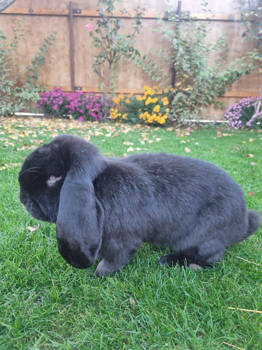 Iepure berbec german