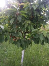 Vând  pomi fructiferi angro