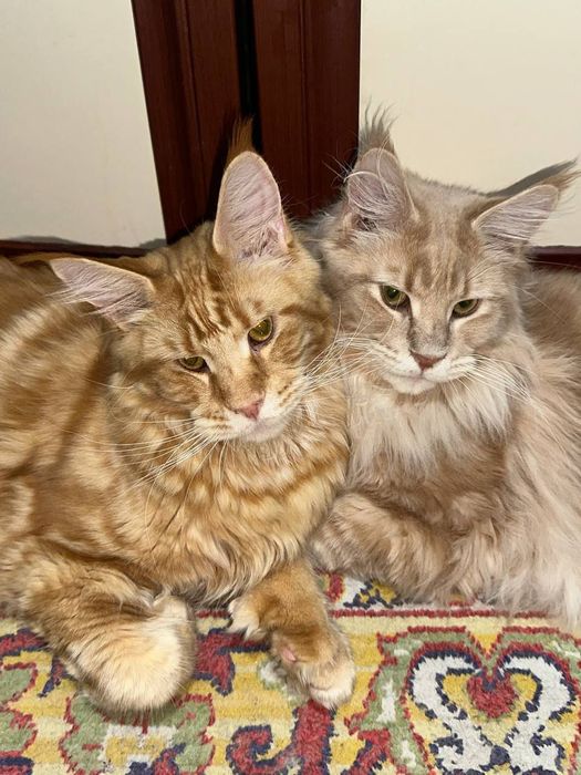 Коты Мейн кун полидакты