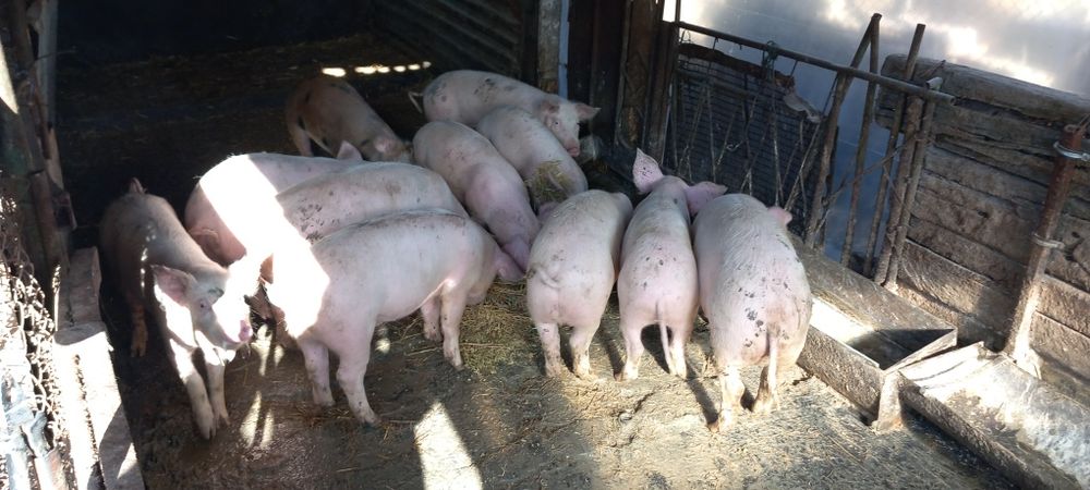 Прасета ОТ 40 ДО 60 КГ