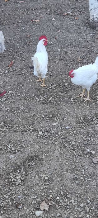 Петли бял легхорн 4 броя