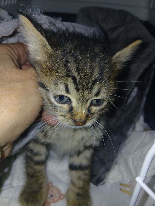 Спасяването беше почти невъзможно, сега търси дом