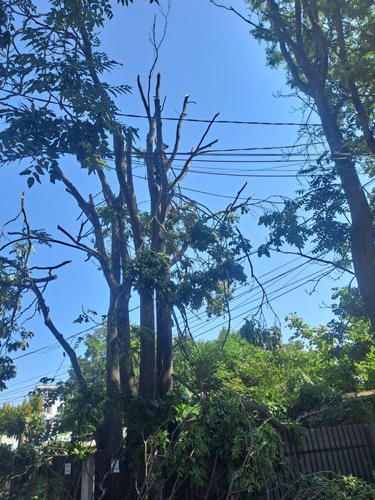Tăieri Arbori,Fasonari,Toaletarii,Defrișări,Rapid.