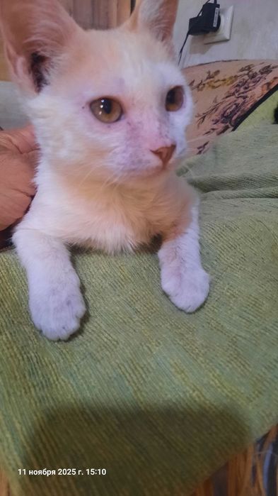 Котята трехмесячные