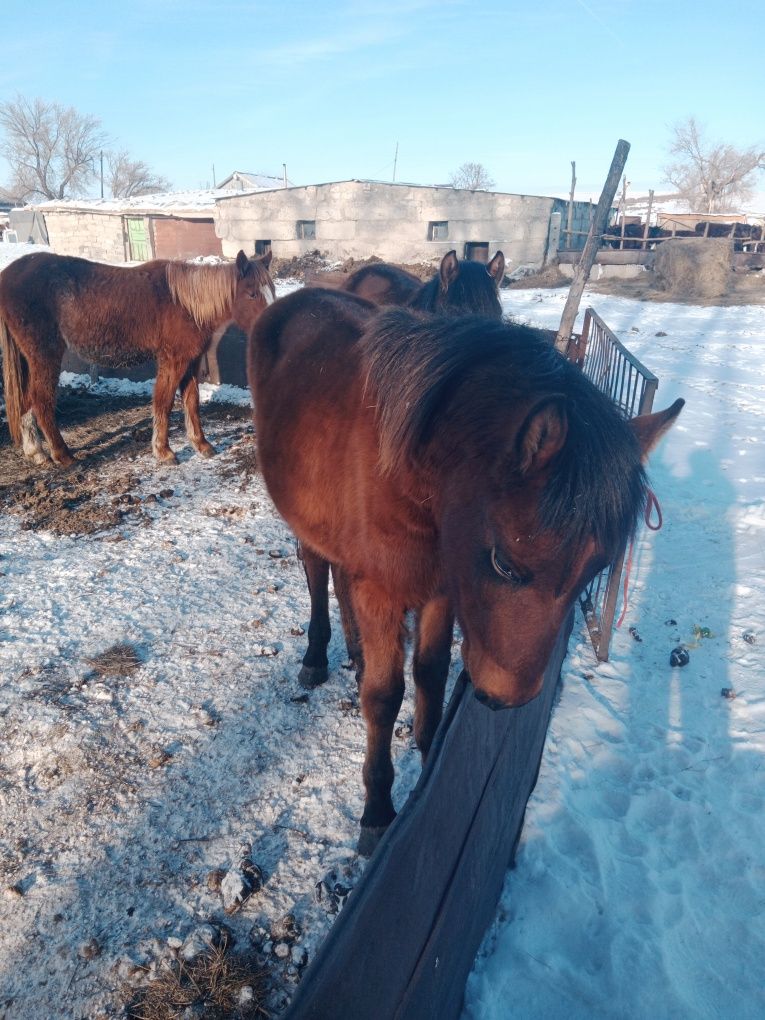 Продам жерепчика  двух летку