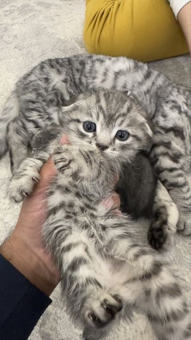 Продаем котят 3 фолд 2 страйт шотландцы