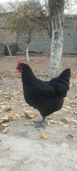 Jersi gigant sotladi